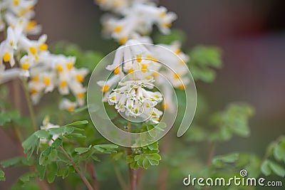 Pale Corydalis, Pseudofumaria alba, yellow-white inflorescence Stock Photo